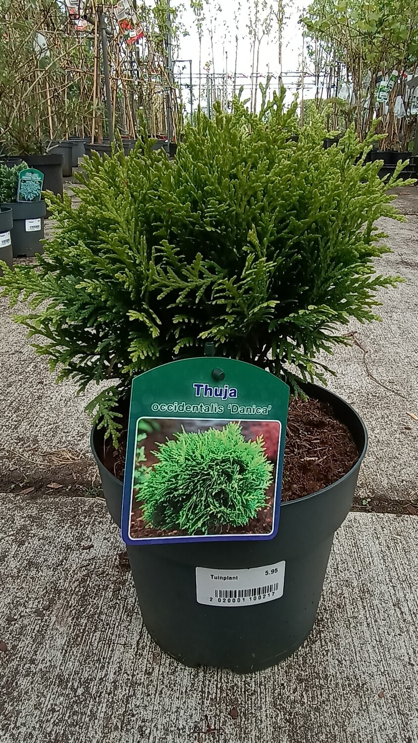 Thuja occidentalis 'Danica' (Levensboom) OP=OP