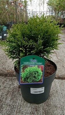 Thuja occidentalis 'Danica' (Levensboom) OP=OP