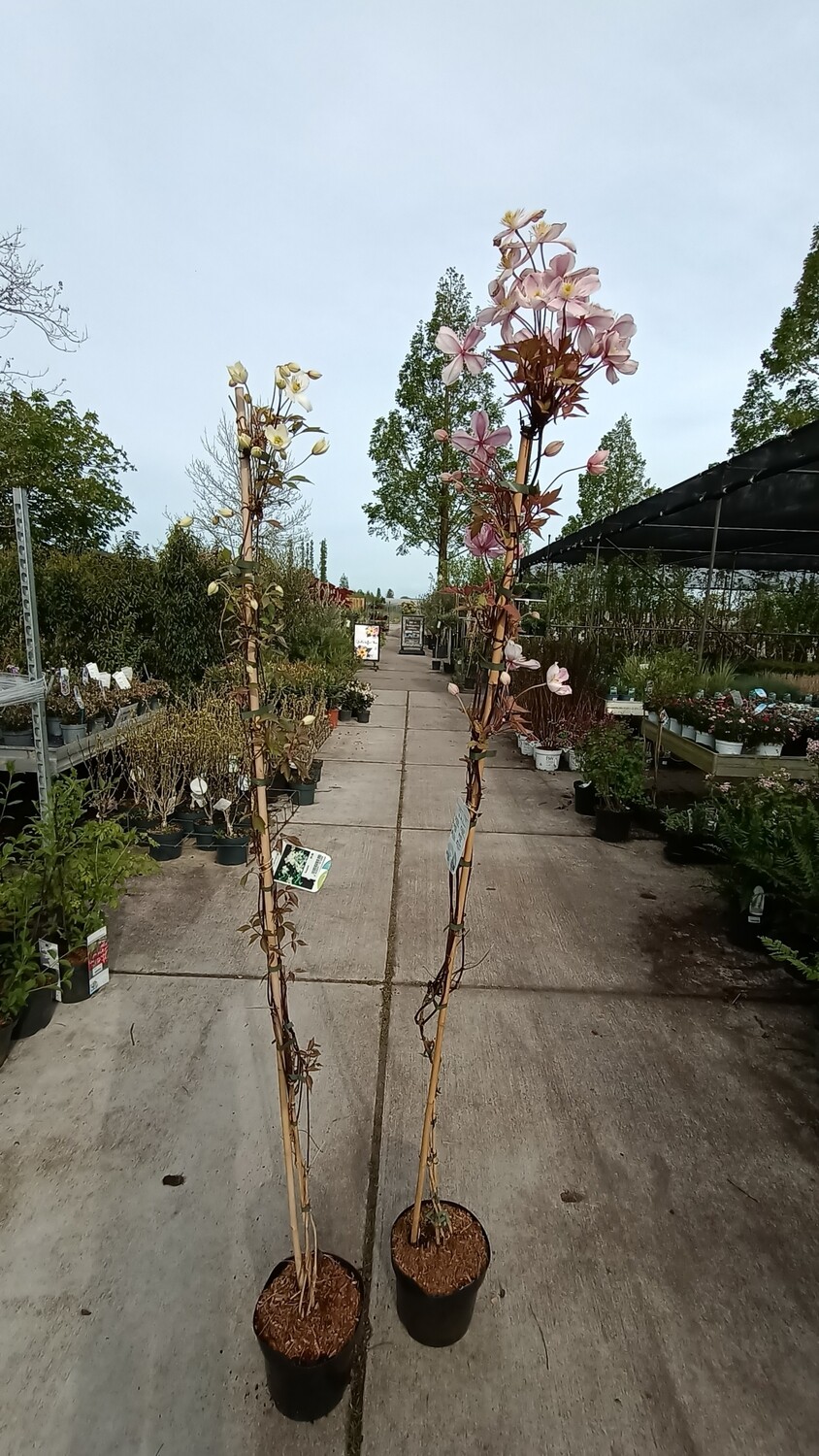 Clematis Montana Group 'Tetrarose'   / Clematis chrysocoma OP=OP