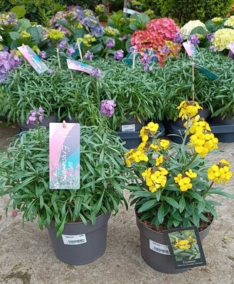 Erysimum  (Steenraket) verschillende soorten OP=OP