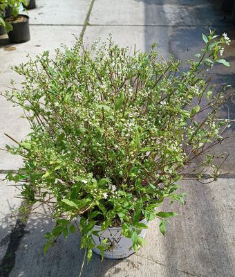 Deutzia Yuki Snowflake (Bruidsbloem) OP=OP