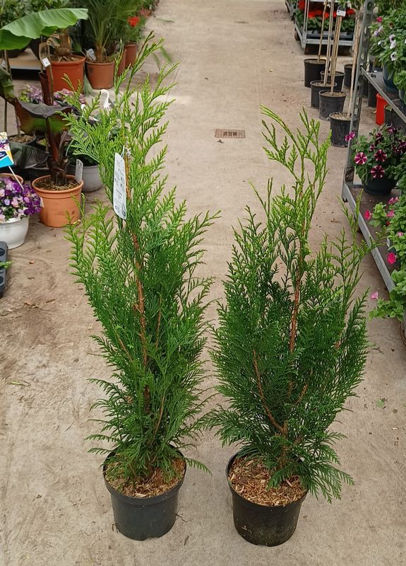 Thuja plicata 'Martin (Levensboom) OP=OP