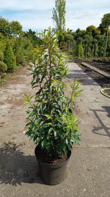 Prunus lusitanica 'Angustifolia' (Portugese laurier) volle struiken! OP=OP