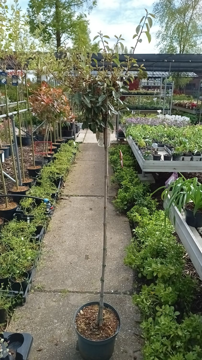 Elaeagnus (Olijfwilg)  op stam OP=OP