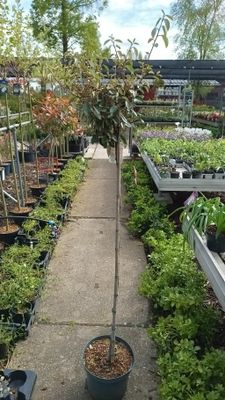 Elaeagnus (Olijfwilg)  op stam OP=OP