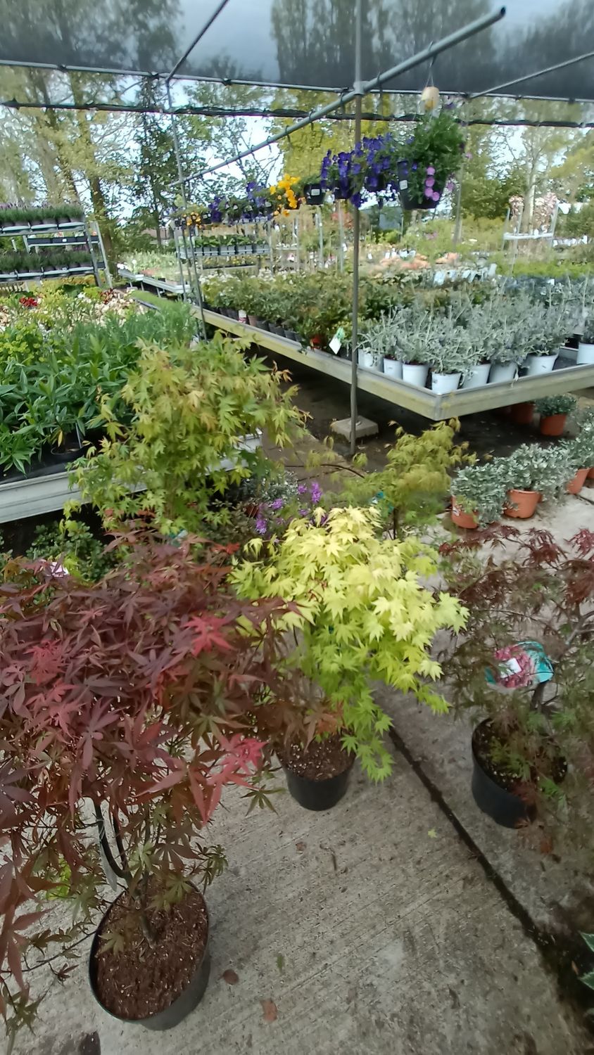Acer (Japanse Esdoorn) Verschillende soorten OP=OP