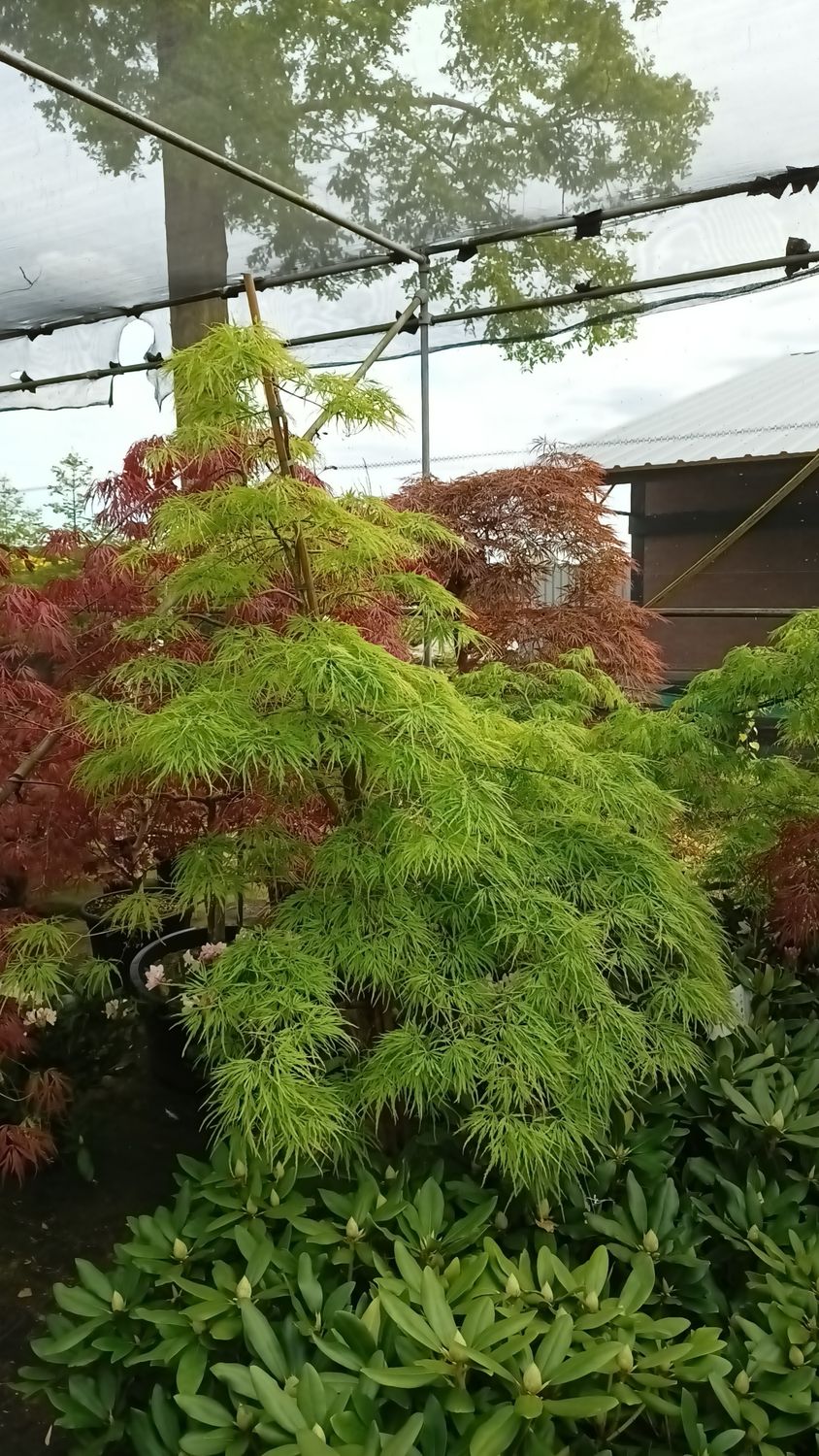 Acer palmatum groen en rood (Japanse Esdoorn)
