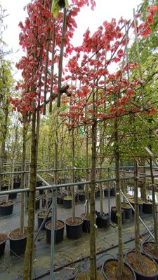 Fagus Sylvatica Atropunicea (Rode beuk Leiboom)