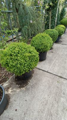 Buxus sempervirens Bol