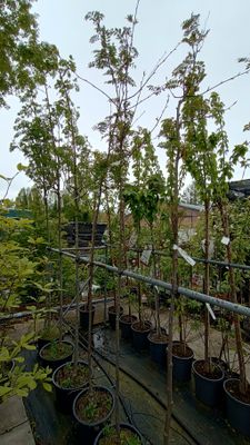 Sorbus Vilmorinii /Joseph Rock (Chinese lijsterbes)