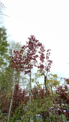 Prunus serr royal Burgundy (rode Japanse sierkers) OP=OP