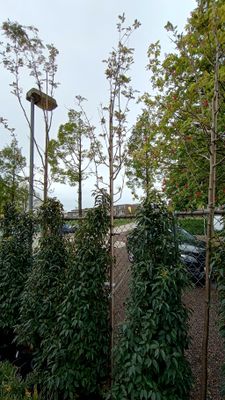Sorbus Vilmorinii  (Chinese lijsterbes)