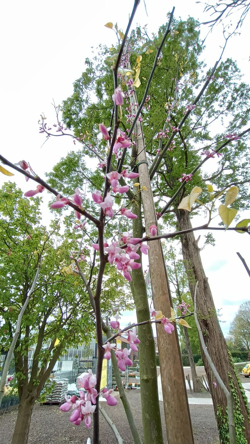 Cercis Canadensis (Amerikaanse Judasboom)