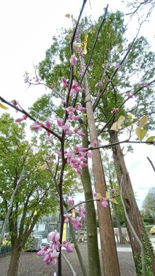 Cercis Canadensis (Amerikaanse Judasboom)