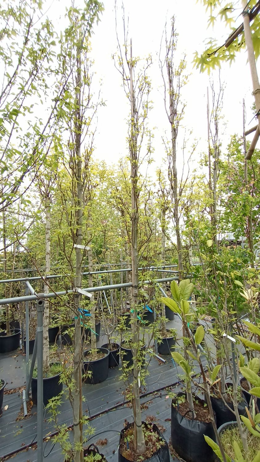 Liquidambar Slender Silhouette (Amberboom) zeil vorm