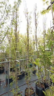 Liquidambar Slender Silhouette (Amberboom) zeil vorm