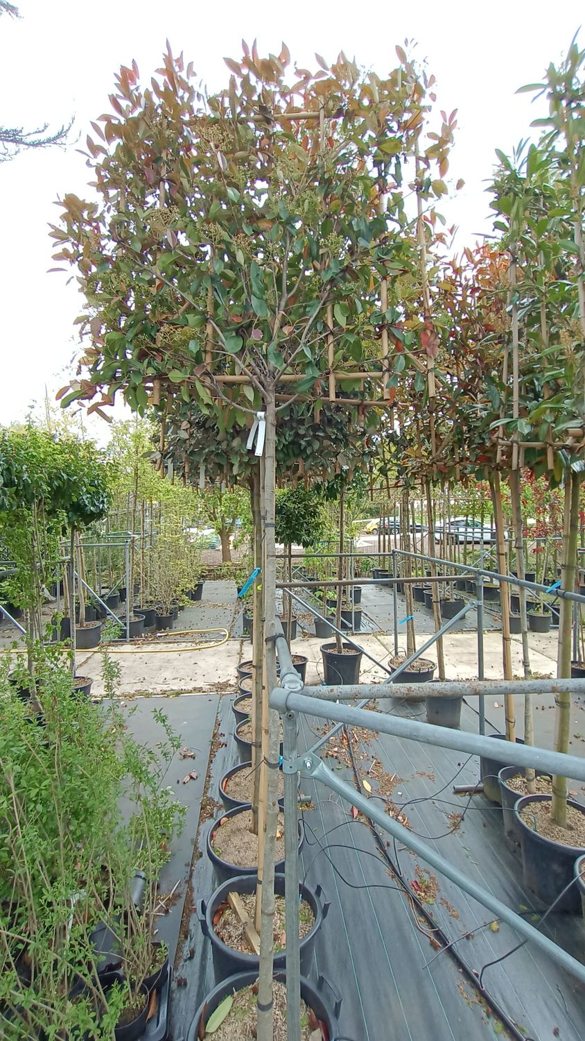 Photinia fraseri 'Red Robin' (Glansmispel leiboom)