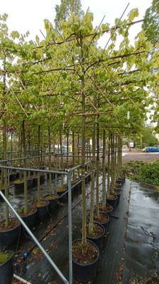 Tilia xeuropaea (Leilinde) Tilia xeuropaea (Leilinde)