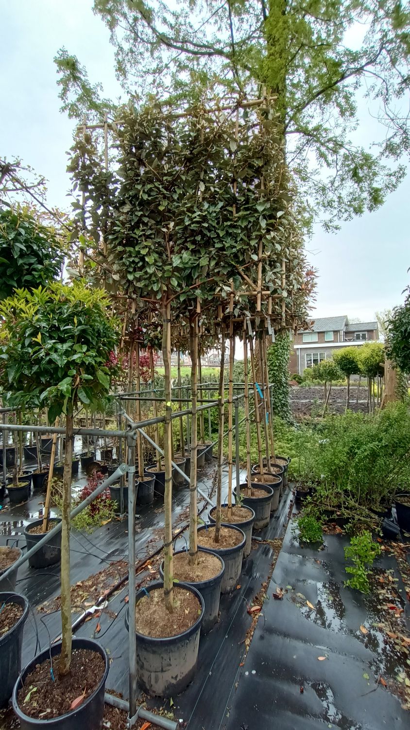 Elaeagnus  (Olijfwilg) leiboom