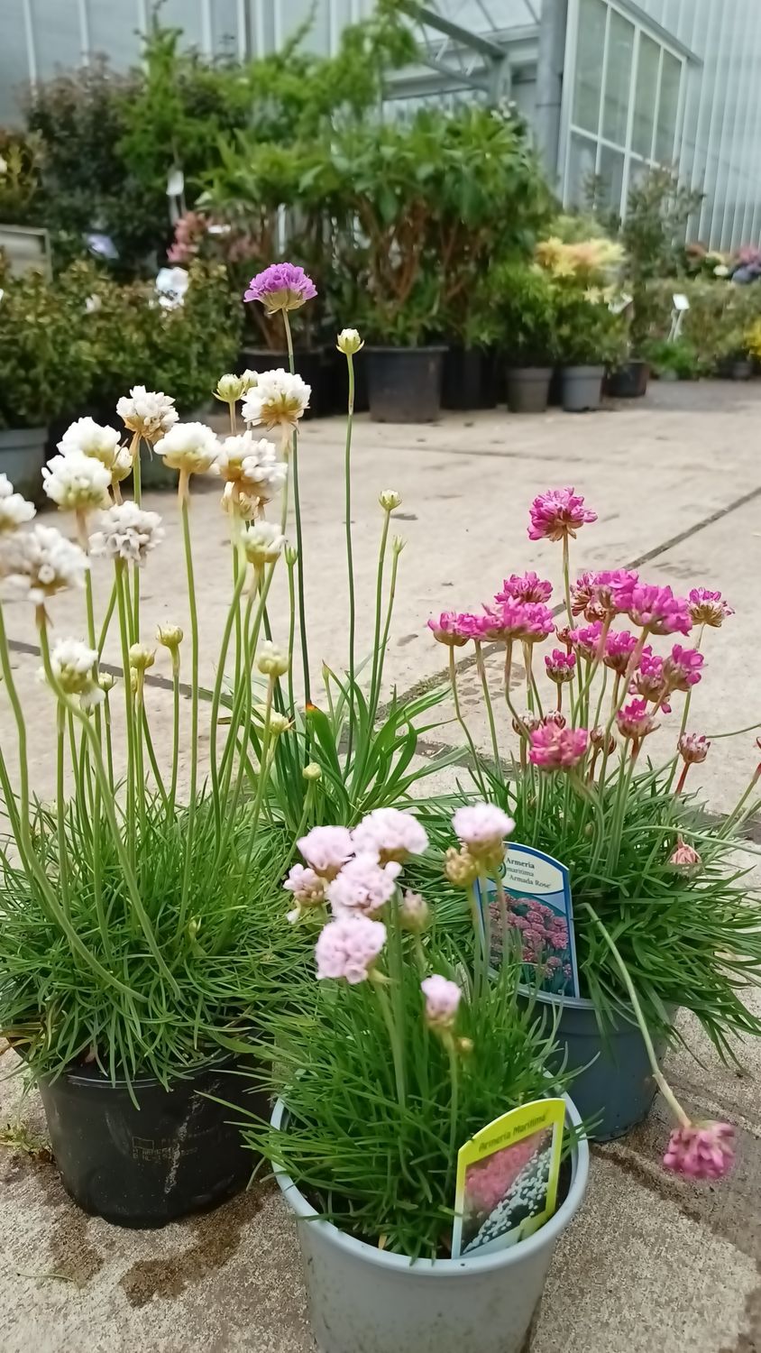 Armeria (Engels gras) verschillende soorten 4 voor €10 OP=OP