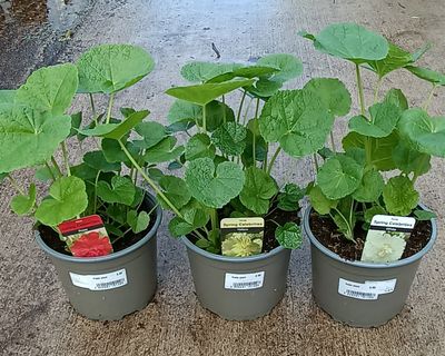 Alcea rosea (Stokrozen 3 kleuren) 3 voor €10 OP=OP