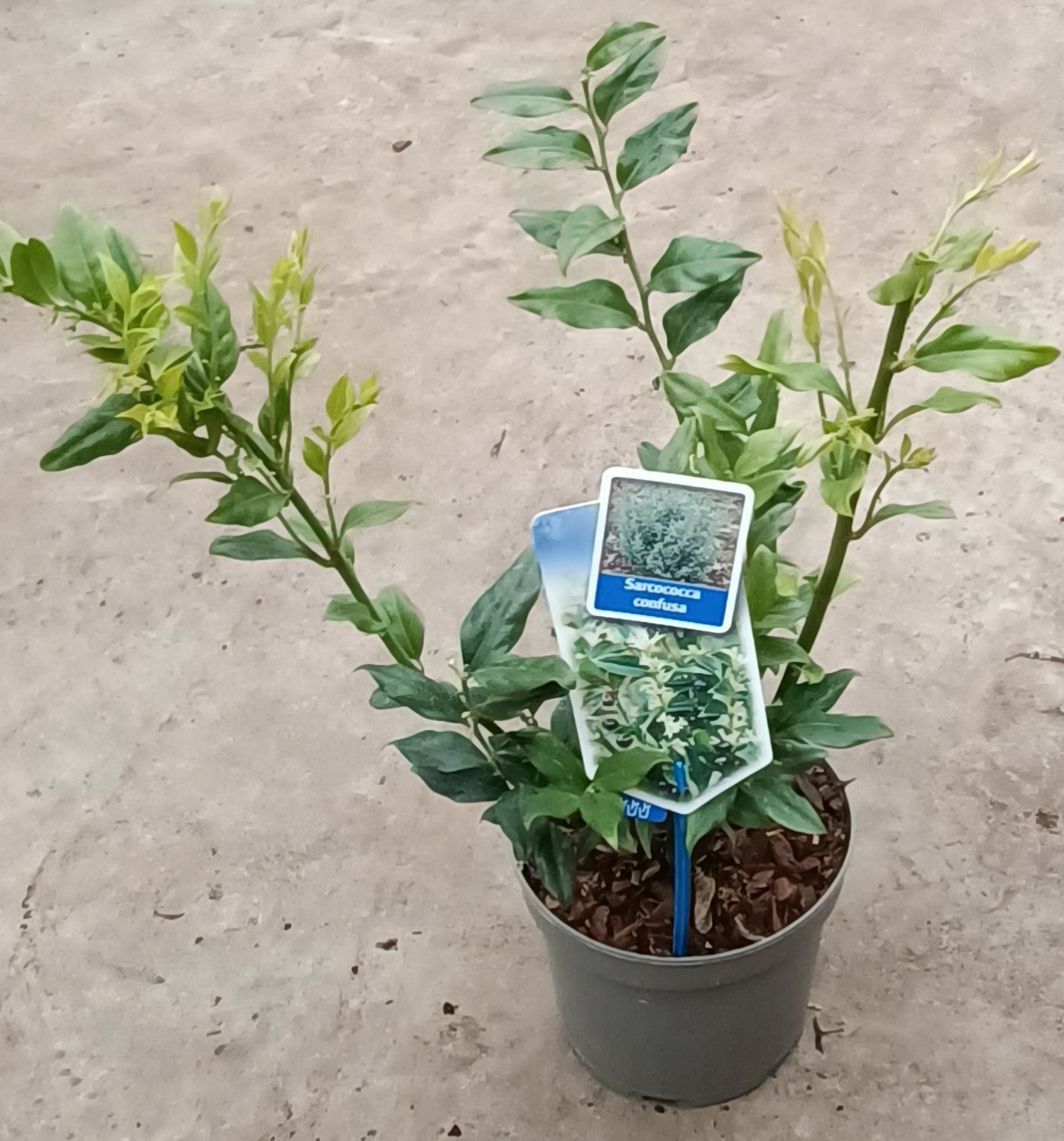 Sarcococca Confusa (Vleesbes) OP=OP