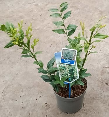 Sarcococca Confusa (Vleesbes) OP=OP