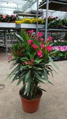 Nerium Oleander (Oleander) OP=OP