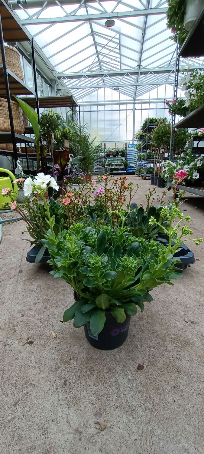 Lewisia cotyledon (Bitterkruid) verschillende kleuren 4 voor €10 OP=OP