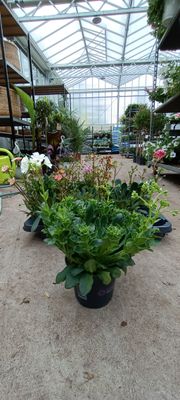 Lewisia cotyledon (Bitterkruid) verschillende kleuren 4 voor €10 OP=OP