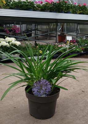 Agapanthus (Afrikaanse Lelie) OP=OP