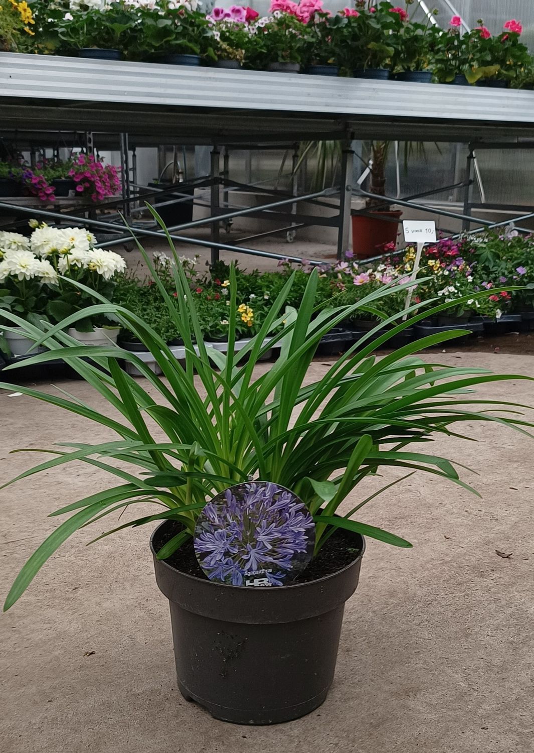 Agapanthus (Afrikaanse Lelie) OP=OP