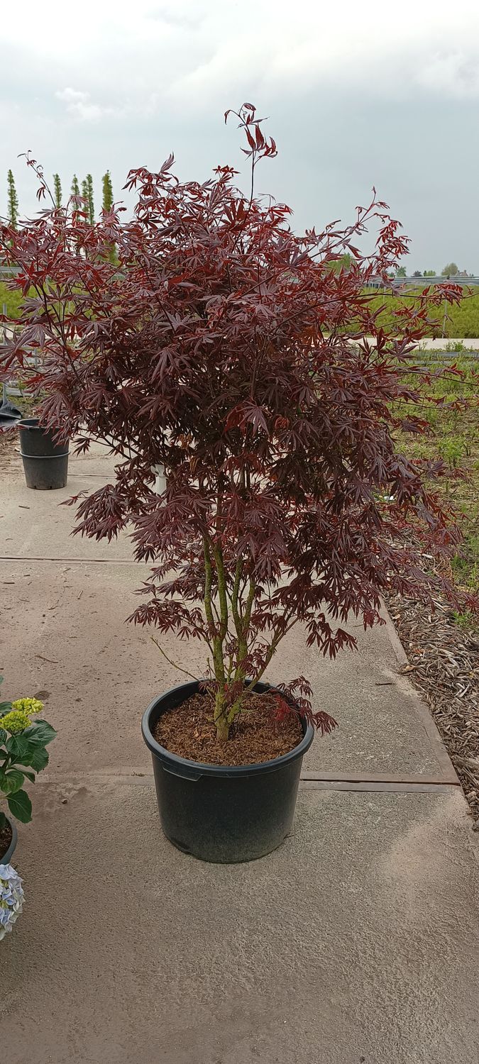 Acer pal. 'Trompenburg' (Japanse Esdoorn)