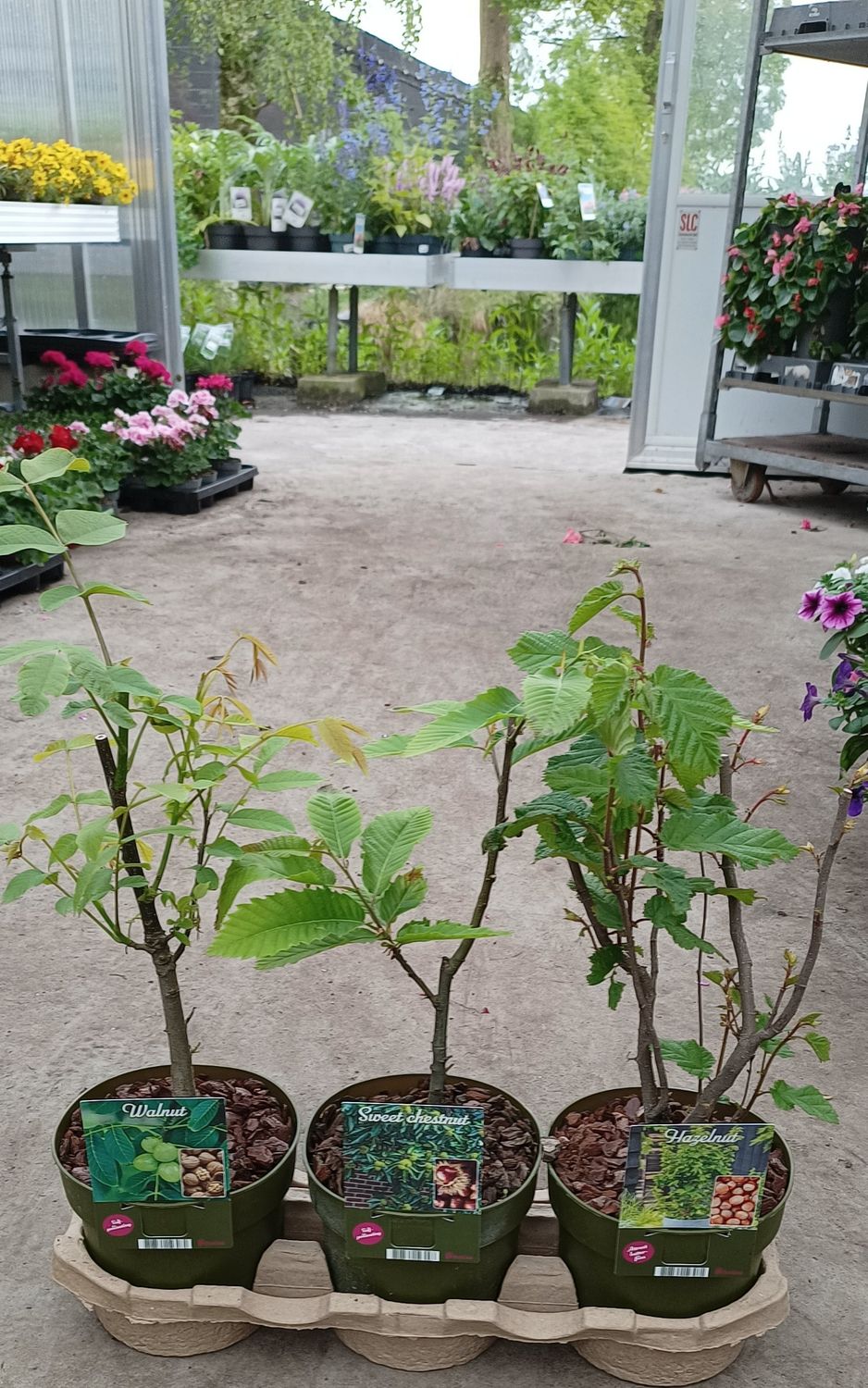 Noten bomen Walnoot / Tamme kastanje / Hazelnoot OP=OP