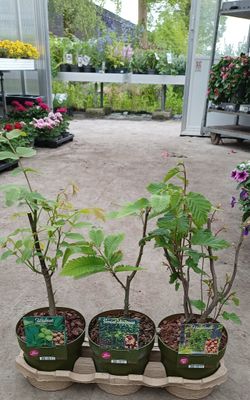 Noten bomen Walnoot / Tamme kastanje / Hazelnoot OP=OP