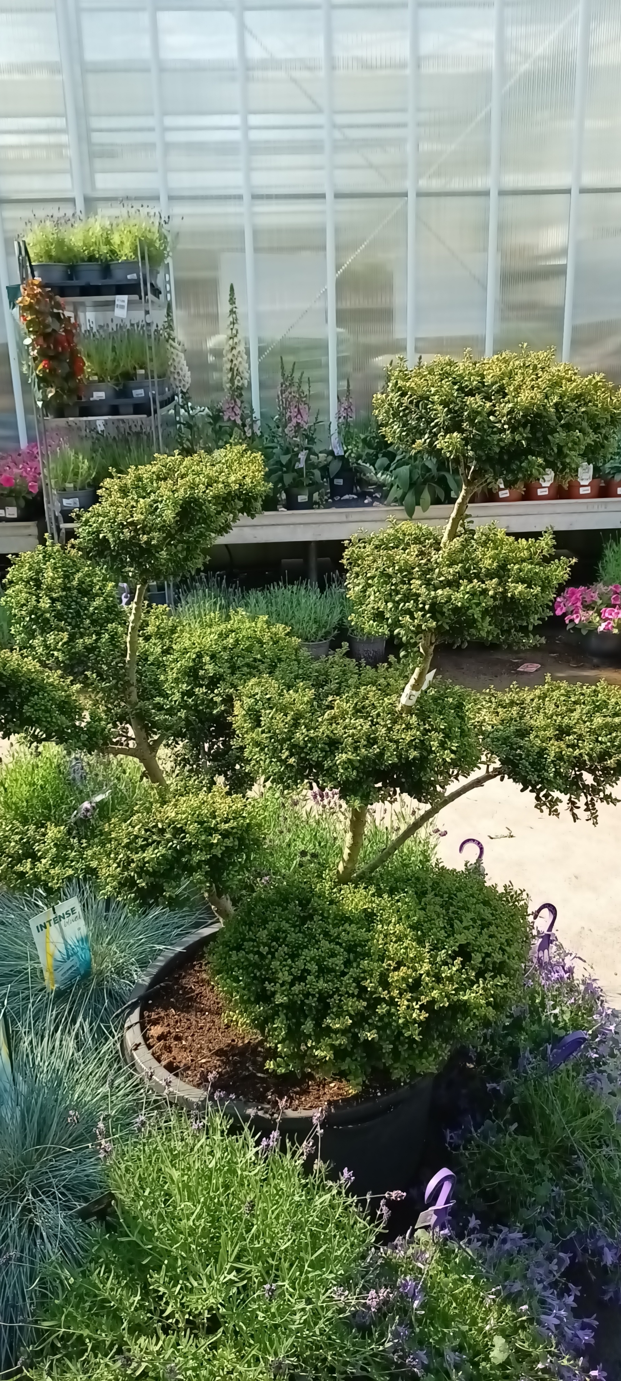 Ilex Crenata Bonsai (Japanse Hulst)