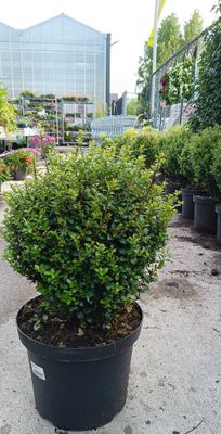 Ilex Caroline Upright bol (Japanse Hulst) OP=OP