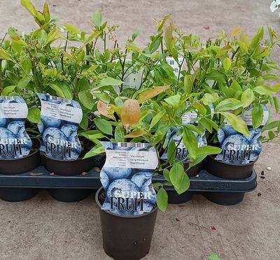 Vaccinium (bosbes) OP=OP