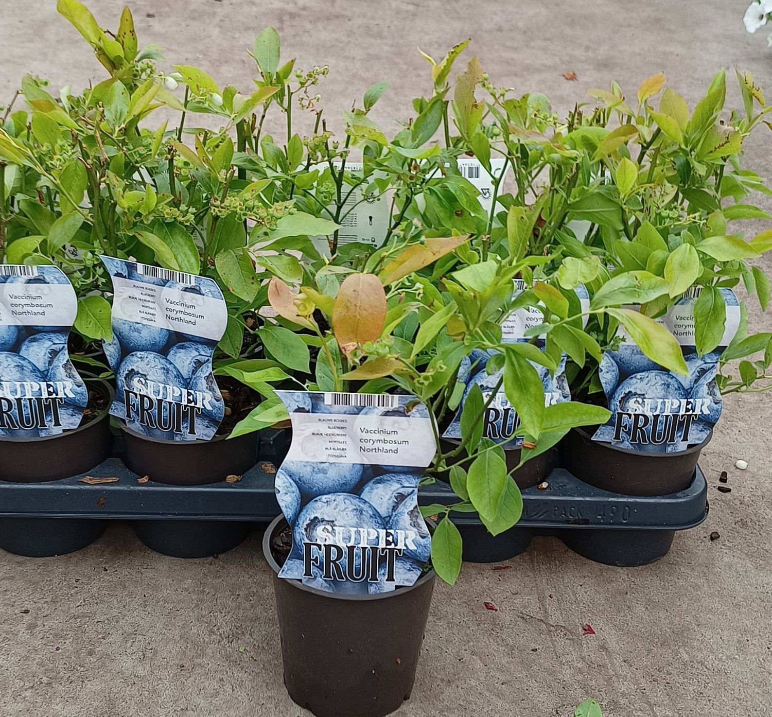 Vaccinium (bosbes) OP=OP