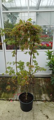 Acer palmatum 'Ôsakazuki' (Japanse Esdoorn osakazuki ) OP=OP