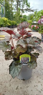 Heuchera (Purperklokje witte bloem) 3 voor €10 OP=OP