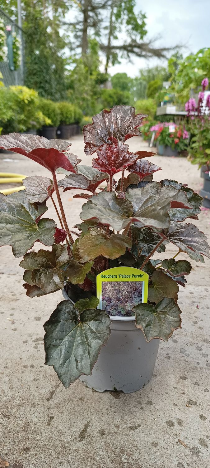 Heuchera (Purperklokje witte bloem) 3 voor €10 OP=OP Heuchera (Purperklokje witte bloem) 3 voor €10 OP=OP