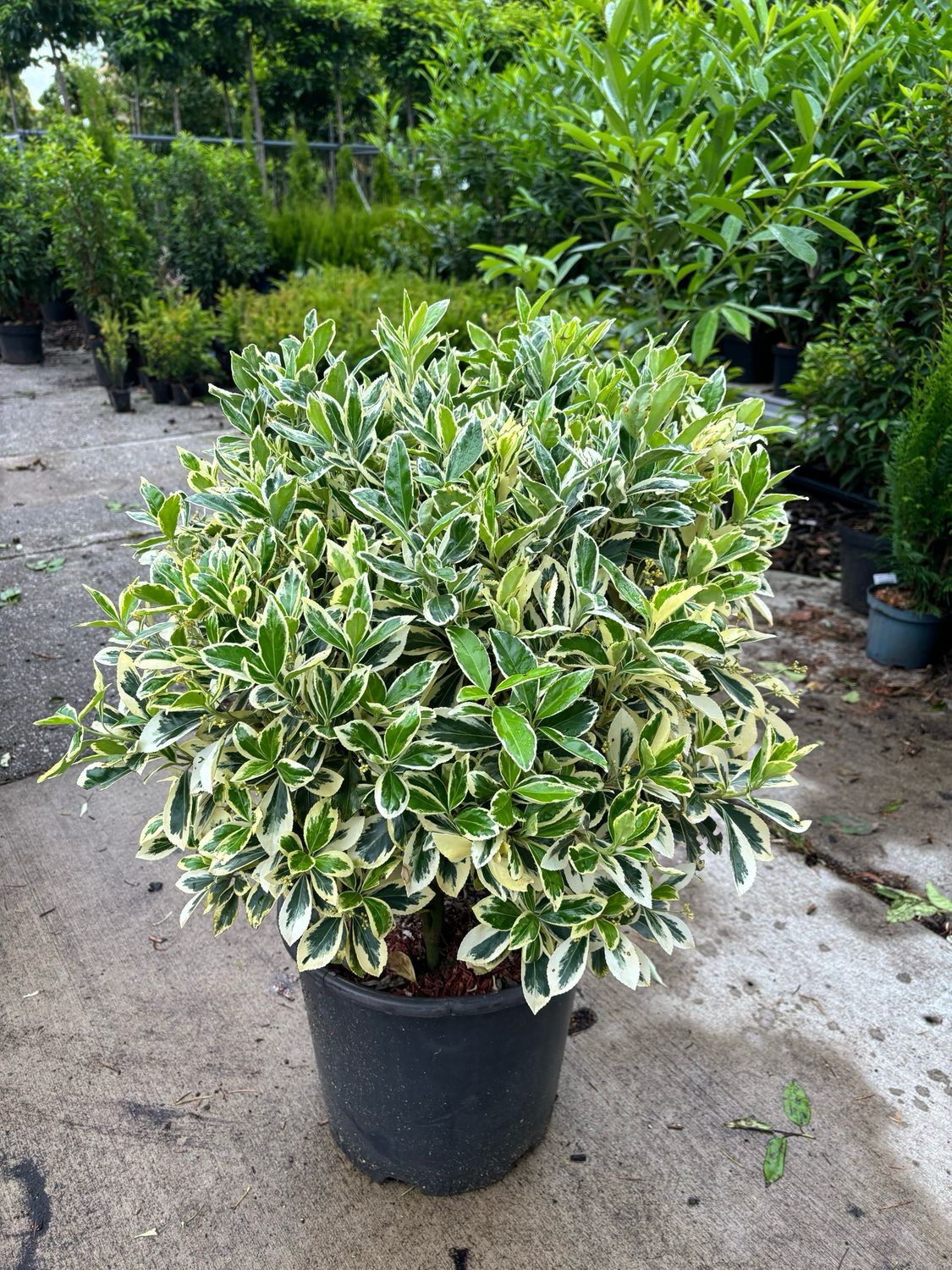 Bonte Euonymus bol (kardinaalsmuts) OP=OP
