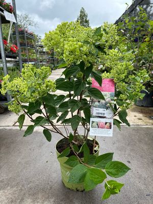 Hydrangea Paniculata Pinklight (Pluim Hortensia) OP=OP