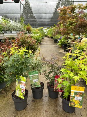 Acer meer soorten (Japanse Esdoorn) OP=OP