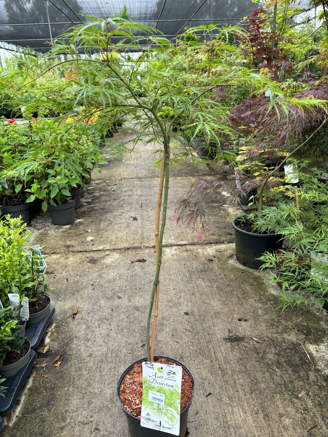 Acer (Japanse Esdoorn) OP=OP