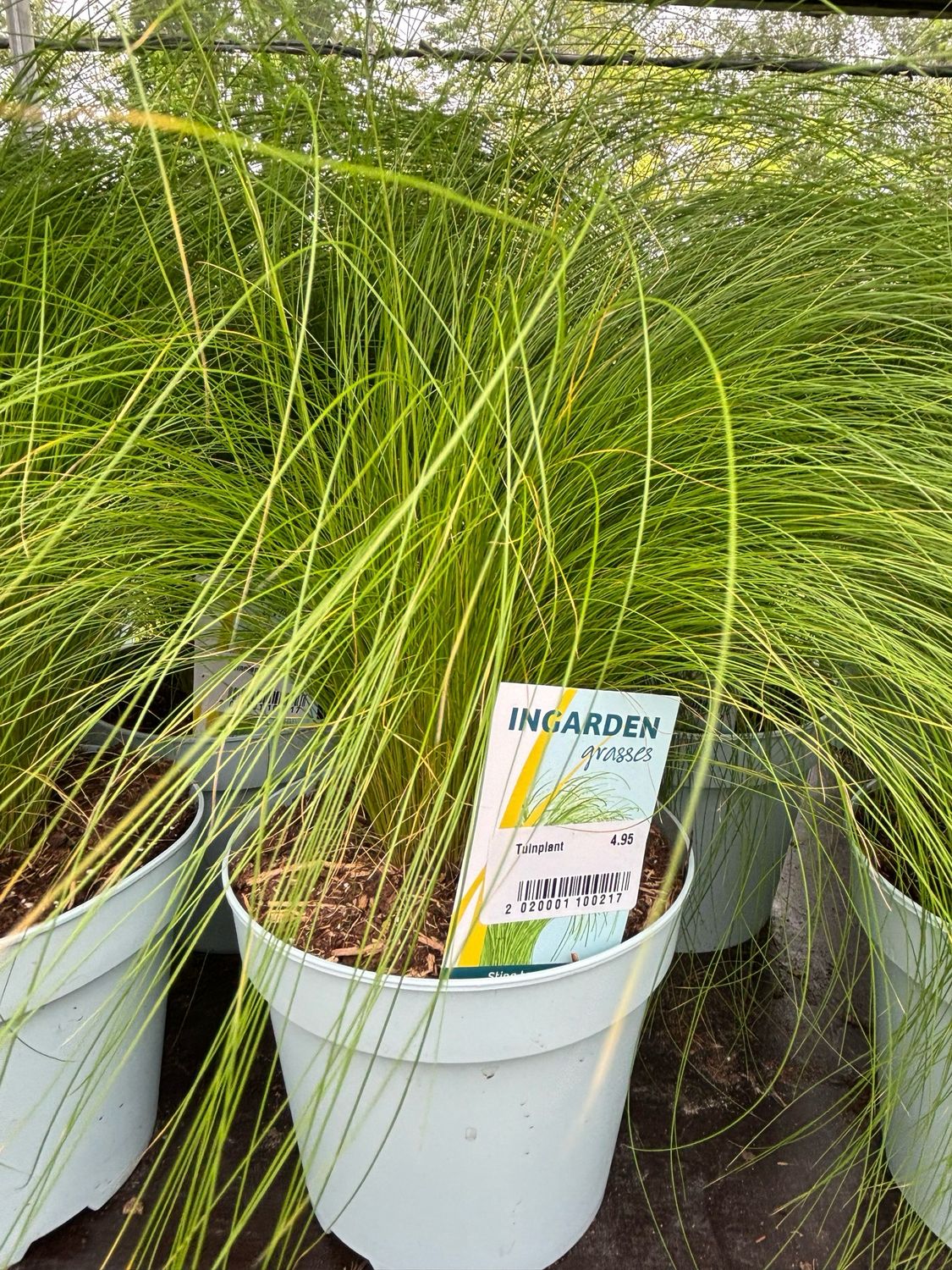 Stipa tenuissima (Ponytails) OP=OP