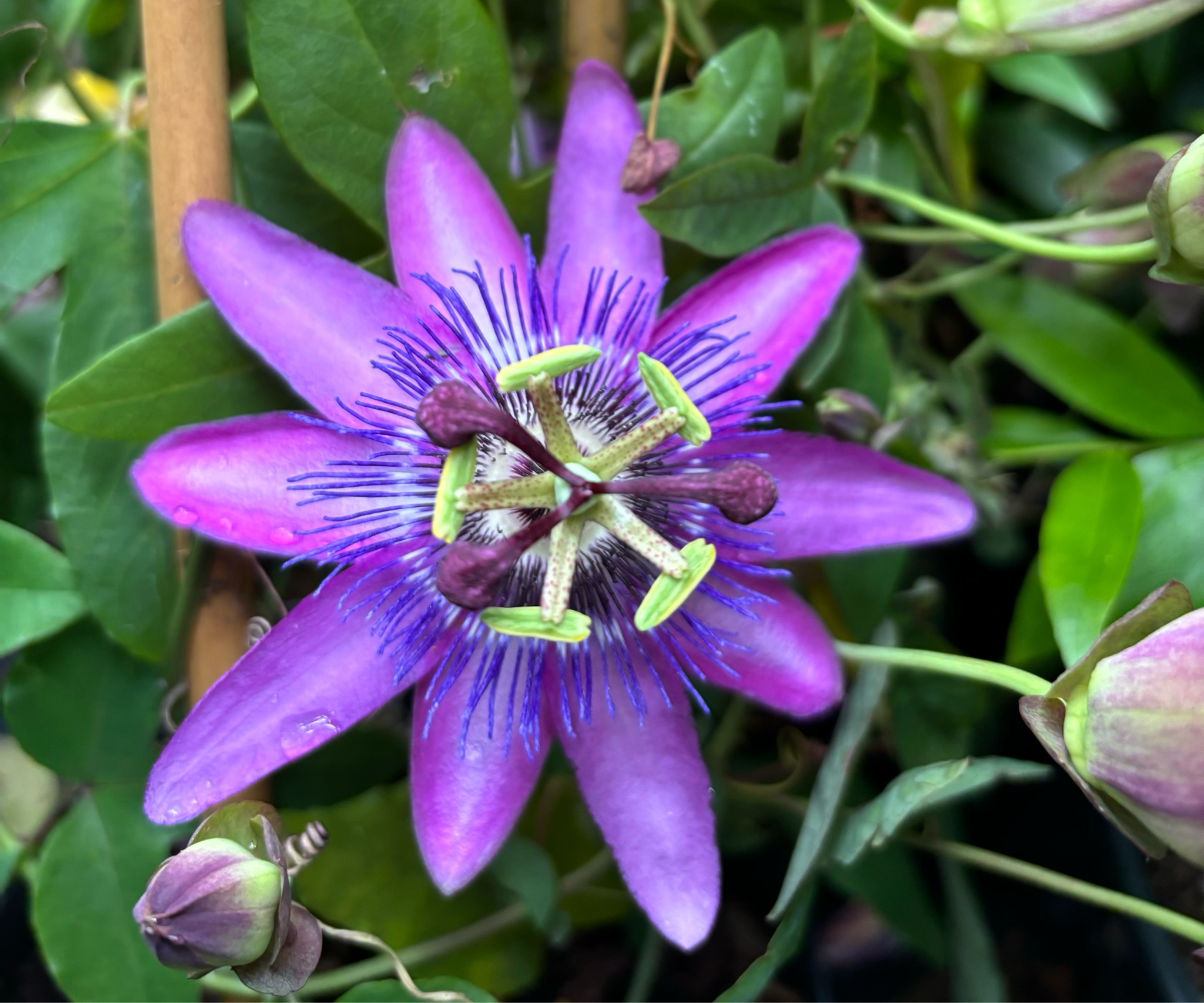 Passiebloem (Passiflora) verschillende soorten OP=OP