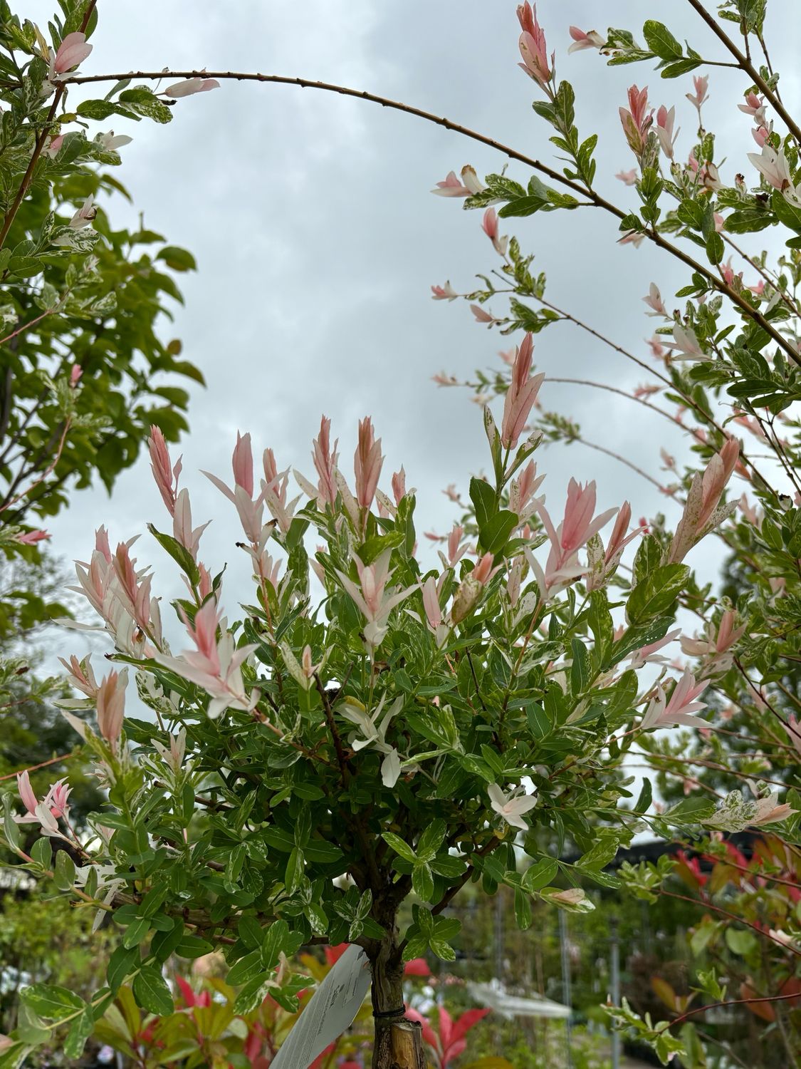 Salix integra 'Hakuro-nishiki (Wilg) OP=OP
