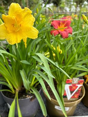 Hemerocallis (Daglelies) Verschillende Soorten OP=OP